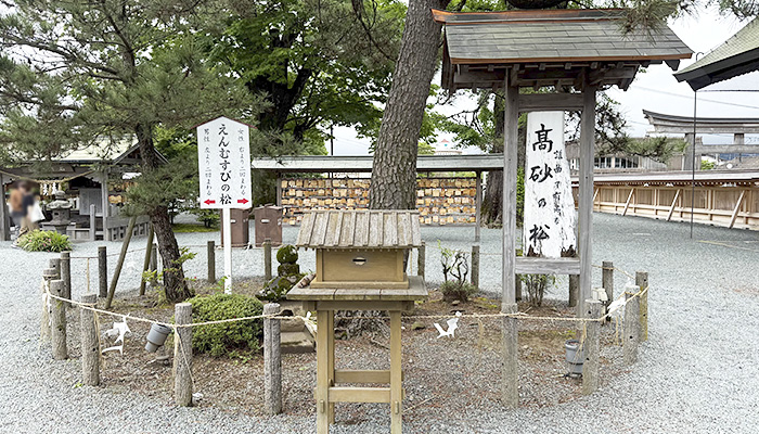阿蘇神社の高砂の松