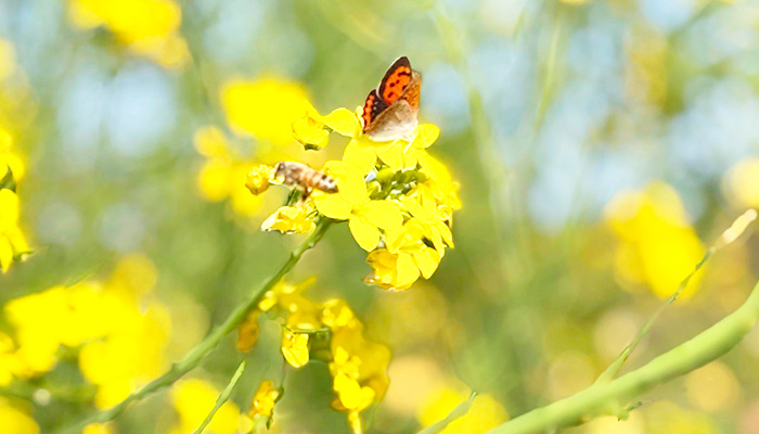 菜の花の中に蝶やミツバチ