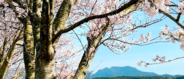 長崎諫早市の桜