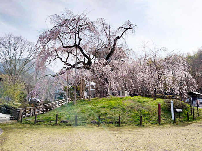 浄専寺のしだれ桜