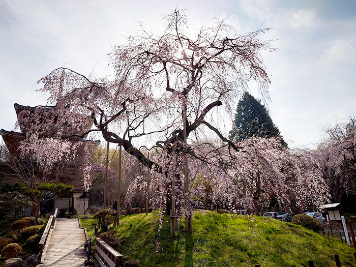 浄専寺のしだれ桜