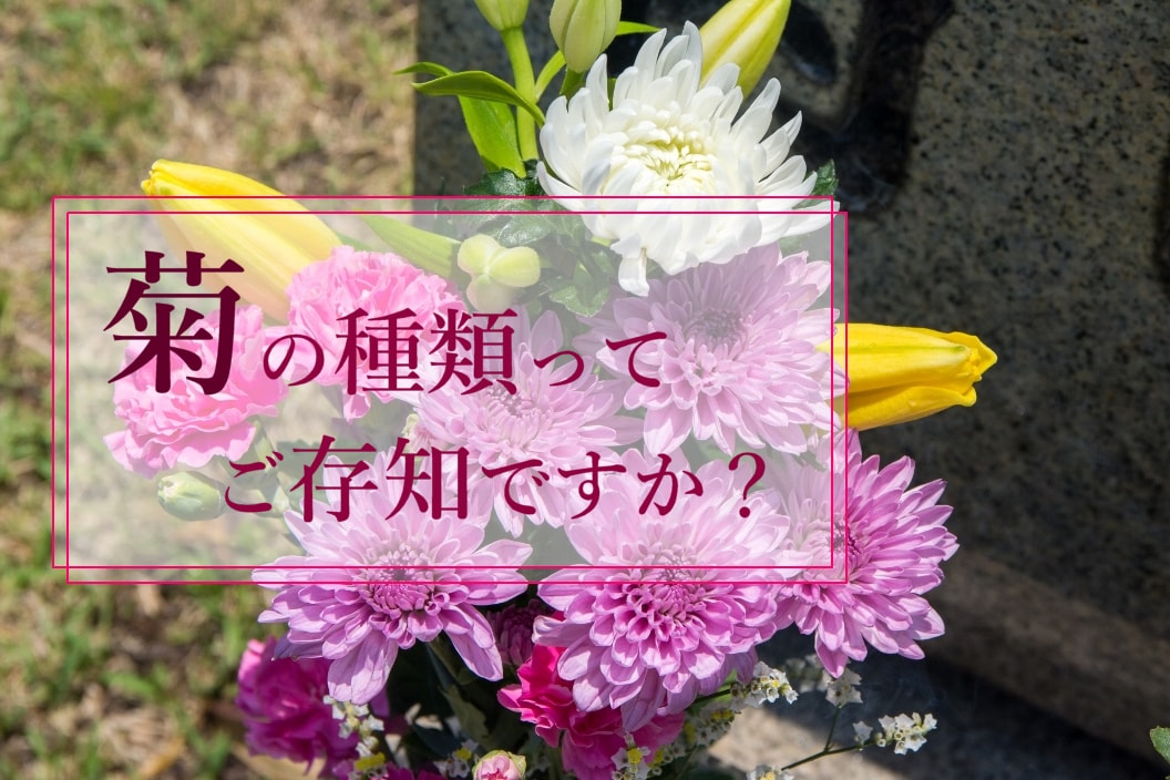 菊の種類 お供えに選ばれる理由とは お墓 納骨の総合パートナー コトナラ 公式