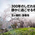 五ヶ瀬町・浄専寺｜300年のしだれ桜と、静かに過ごせる寺院