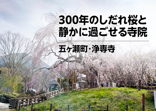 五ヶ瀬町・浄専寺｜300年のしだれ桜と、静かに過ごせる寺院
